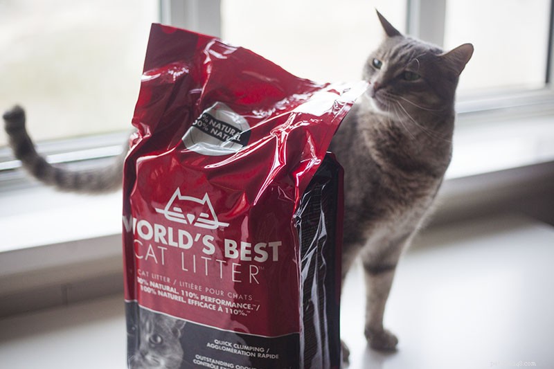 Cat Peeing on You? 11 Expert-Backed Causes and How to Resolve Them