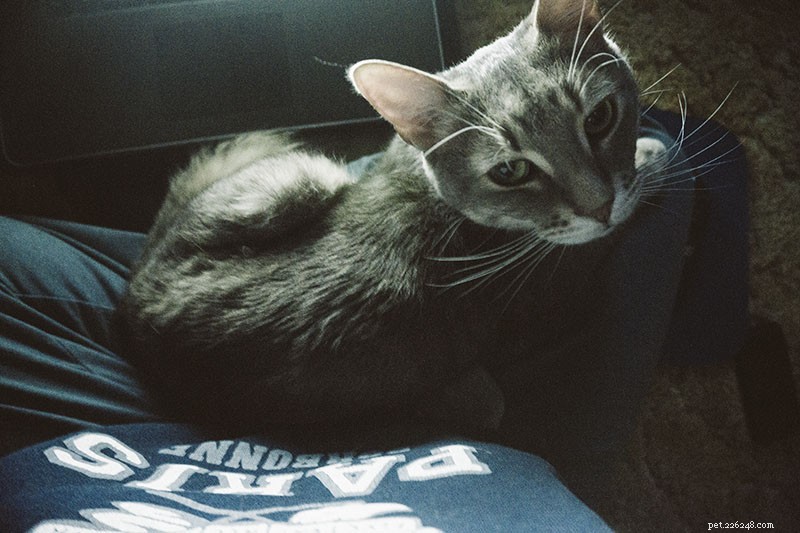 Cat Peeing on You? 11 Expert-Backed Causes and How to Resolve Them