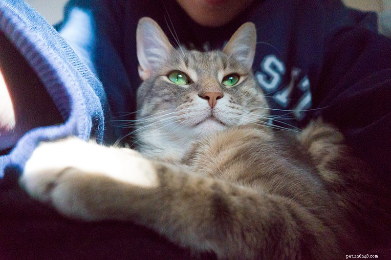 Cat Peeing on You? 11 Expert-Backed Causes and How to Resolve Them