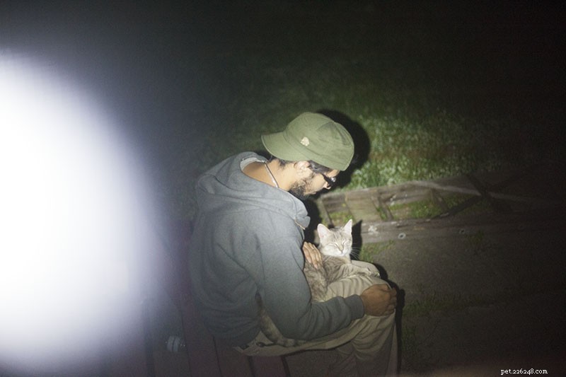 Win Over Stray Cats: Proven Steps to Earn Their Trust and Bring Them Home