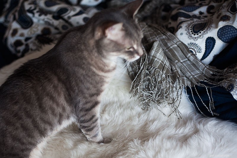 Cat Nail Splits During Trimming: Safe Steps to Take