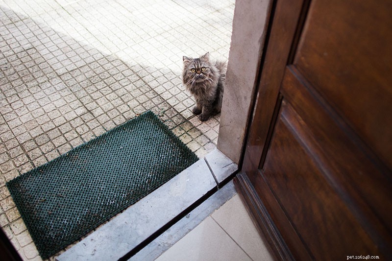 Win Over Stray Cats: Proven Steps to Earn Their Trust and Bring Them Home