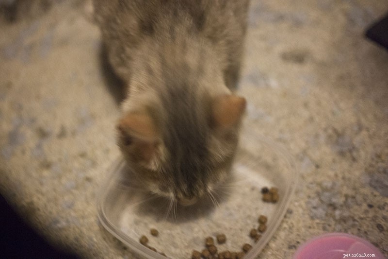 Win Over Stray Cats: Proven Steps to Earn Their Trust and Bring Them Home