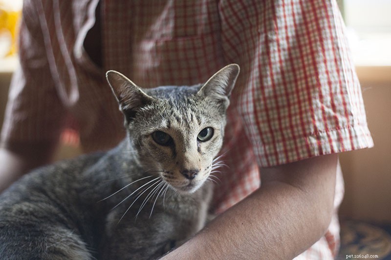 Why Does My Cat Wake Me Up Every Morning? Simple Solutions to End the Chaos