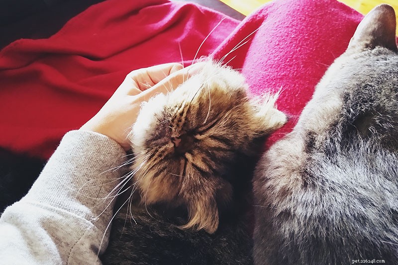 11 Proven Ways to Encourage Your Cat to Snuggle More