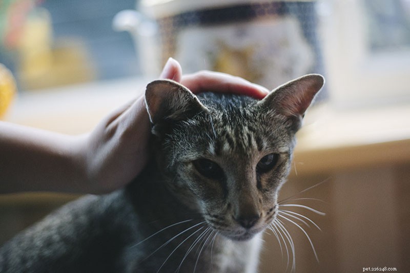 11 Proven Ways to Encourage Your Cat to Snuggle More