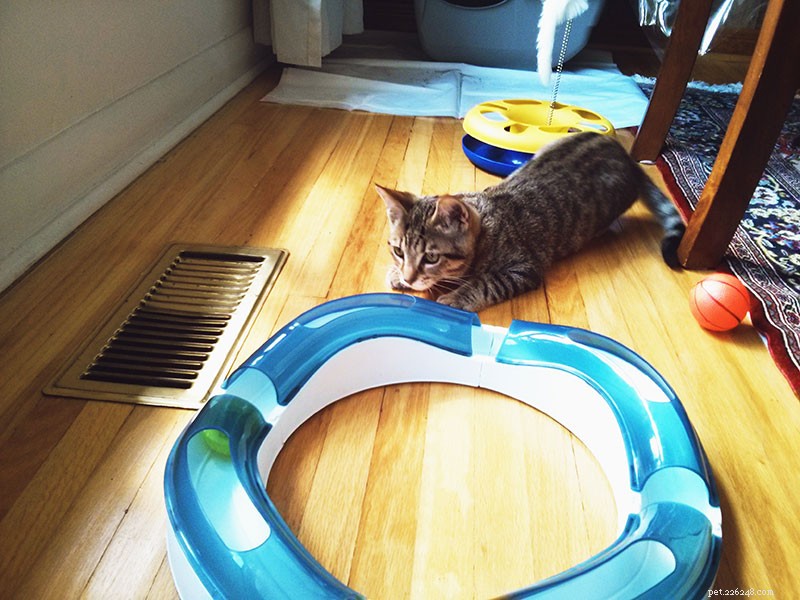 11 Proven Ways to Encourage Your Cat to Snuggle More