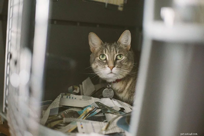 Overcoming Your Cat s Fear of Carriers: Simple, Proven Techniques