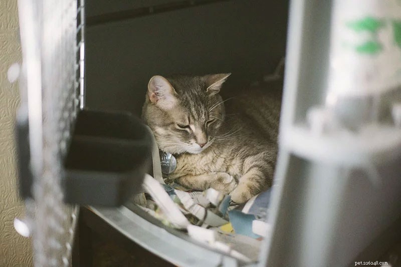 Overcoming Your Cat s Fear of Carriers: Simple, Proven Techniques