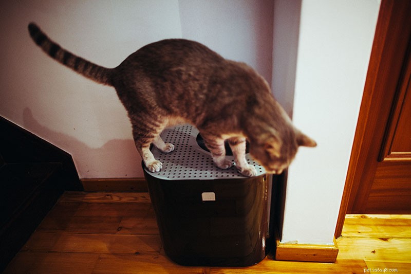 Training Your Cat to Use a Top-Entry Litter Box: A Step-by-Step Guide
