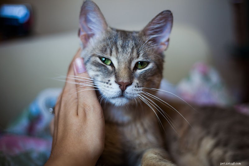 Prevent Unwanted Cat Begging: Proven Tips to Stop Food-Related Requests