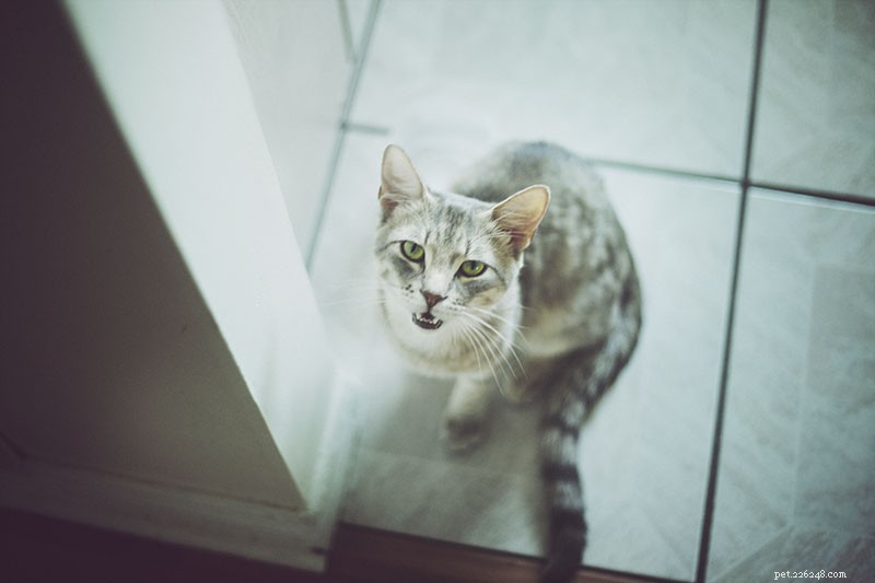 Prevent Unwanted Cat Begging: Proven Tips to Stop Food-Related Requests