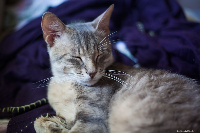 Prevent Unwanted Cat Begging: Proven Tips to Stop Food-Related Requests