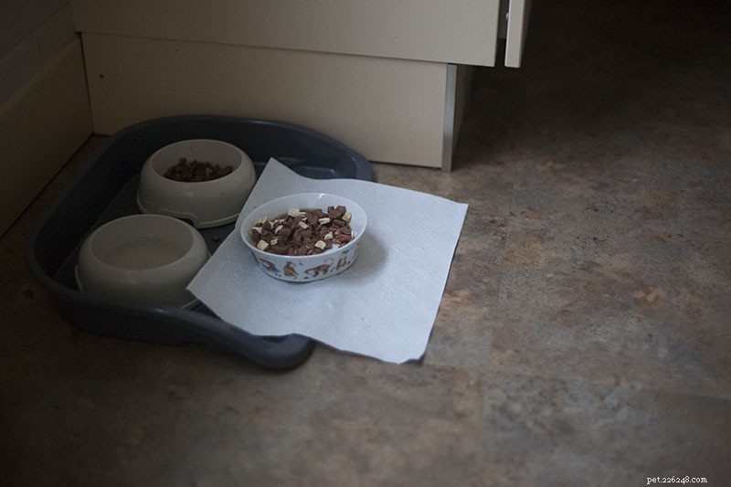 Prevent Unwanted Cat Begging: Proven Tips to Stop Food-Related Requests