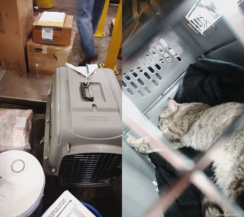 Moving with Cats Made Easy: A Step‑by‑Step Guide to Stress‑Free Relocation