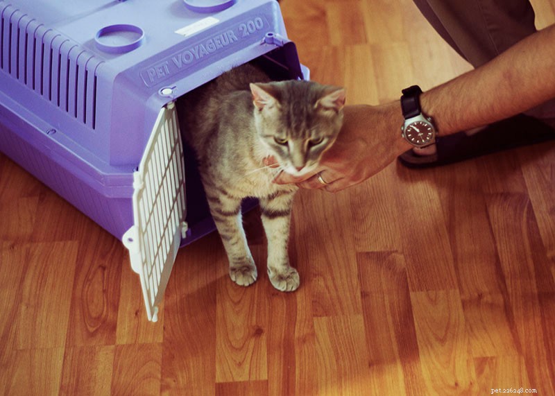 Moving with Cats Made Easy: A Step‑by‑Step Guide to Stress‑Free Relocation