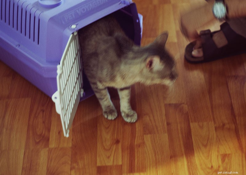 Moving with Cats Made Easy: A Step‑by‑Step Guide to Stress‑Free Relocation