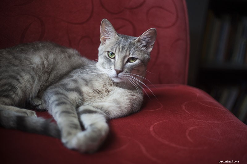 How to Stop Cats from Scratching Furniture – Proven Training Tips