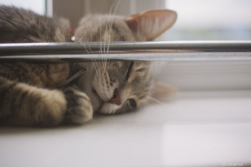 How to Stop Your Cat From Meowing and Crying at Night: A Comprehensive Troubleshooting Guide