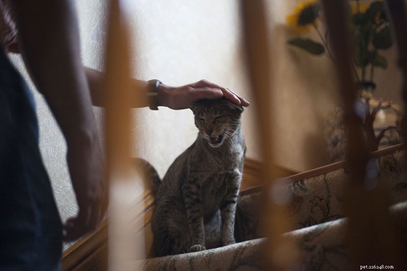 How to Stop Your Cat From Meowing and Crying at Night: A Comprehensive Troubleshooting Guide
