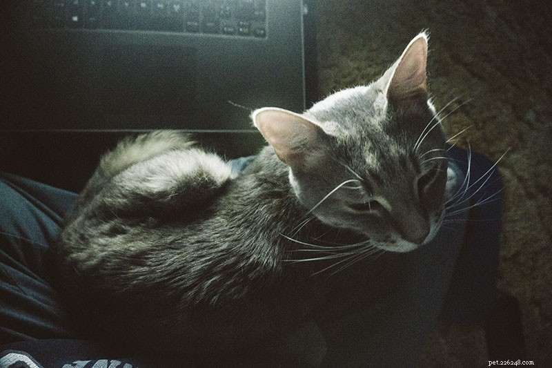 How to Stop Your Cat From Meowing and Crying at Night: A Comprehensive Troubleshooting Guide