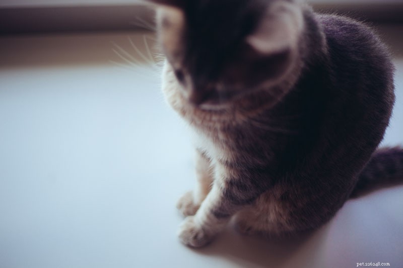 Train Your Cat to Stay Off Counters: Simple, Safe, and Effective Techniques