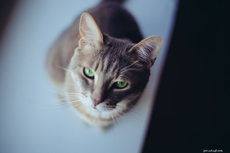 Train Your Cat to Stay Off Counters: Simple, Safe, and Effective Techniques