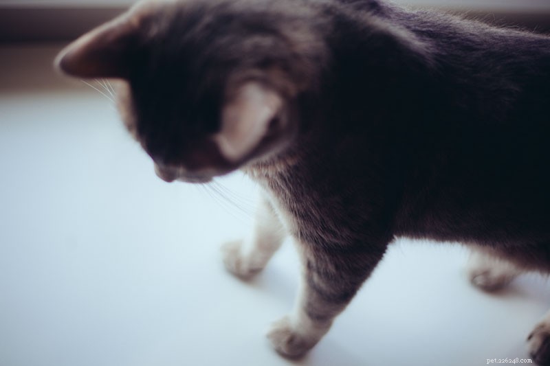 Train Your Cat to Stay Off Counters: Simple, Safe, and Effective Techniques