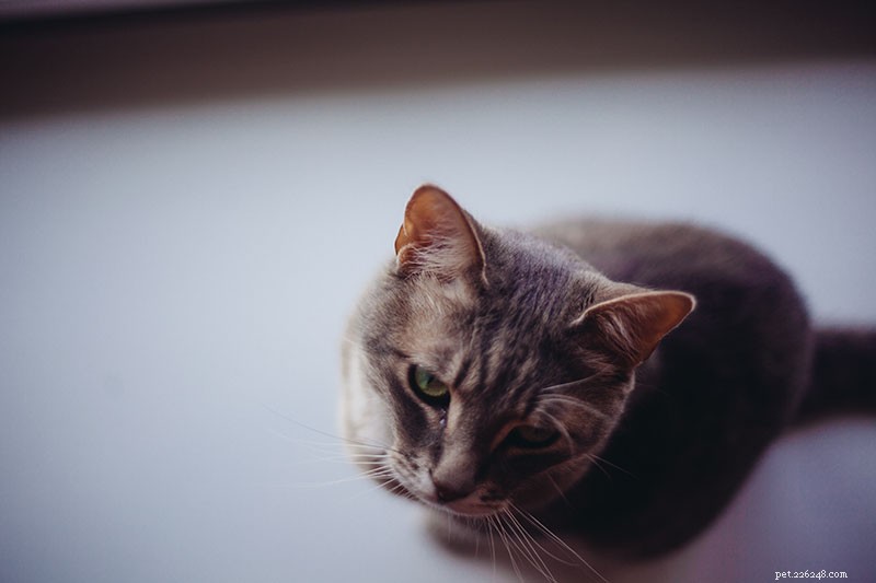 Train Your Cat to Stay Off Counters: Simple, Safe, and Effective Techniques