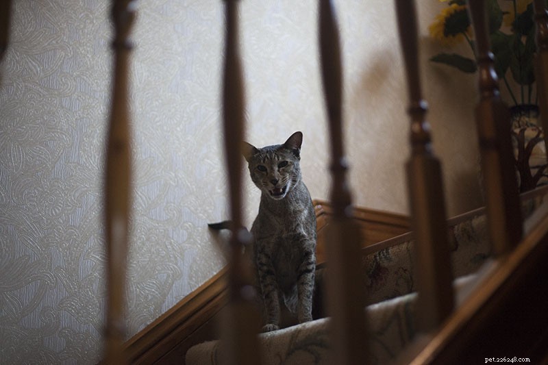Debunking Myths: The Essential Guide to Training Your Pet Cat