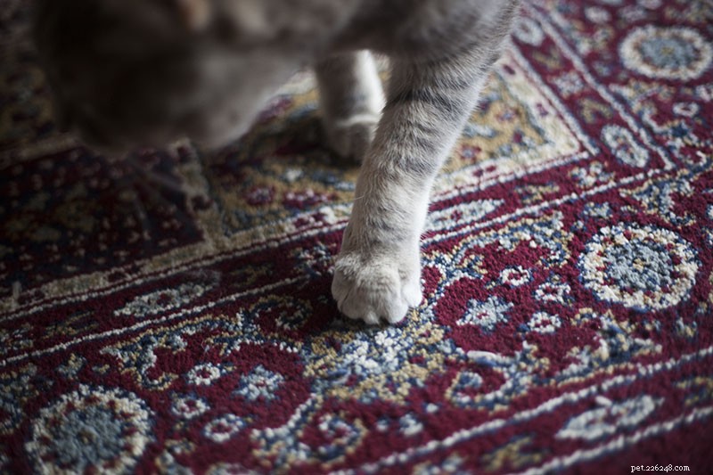 Debunking Myths: The Essential Guide to Training Your Pet Cat