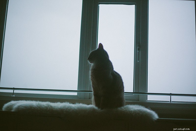 Managing Conflict with Your Cat: Expert Strategies to Rebuild a Healthy Bond