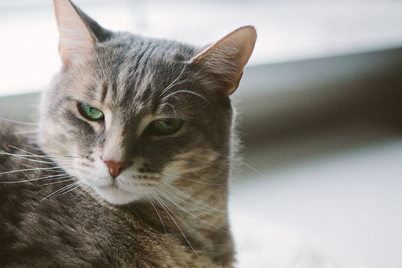 Managing Conflict with Your Cat: Expert Strategies to Rebuild a Healthy Bond