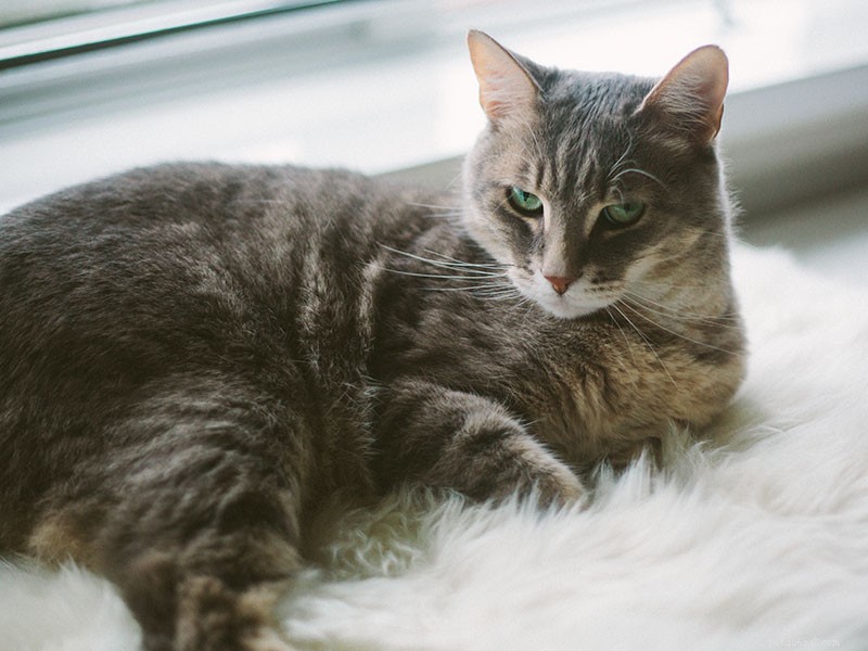 Managing Conflict with Your Cat: Expert Strategies to Rebuild a Healthy Bond