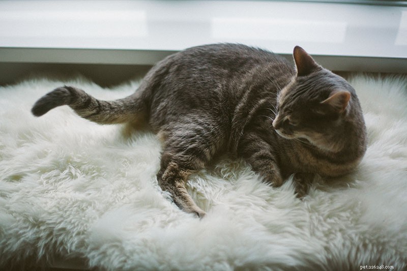 Managing Conflict with Your Cat: Expert Strategies to Rebuild a Healthy Bond