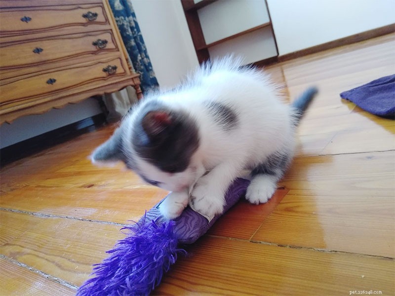 Why Does My Cat Avoid Me? Simple Ways to Rebuild Trust