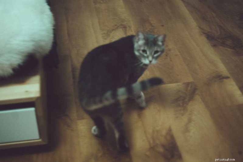 Why Does My Cat Avoid Me? Simple Ways to Rebuild Trust