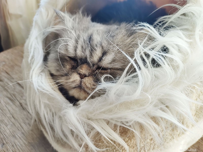 Why Does My Cat Avoid Me? Simple Ways to Rebuild Trust