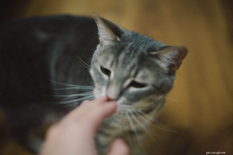Why Does My Cat Avoid Me? Simple Ways to Rebuild Trust