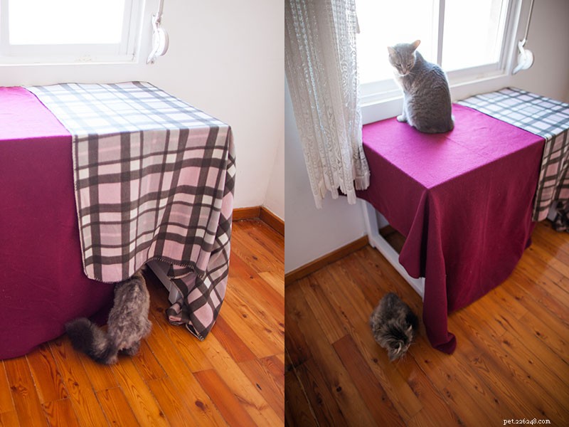 Proven Strategies to Help Two Cats Coexist Harmoniously