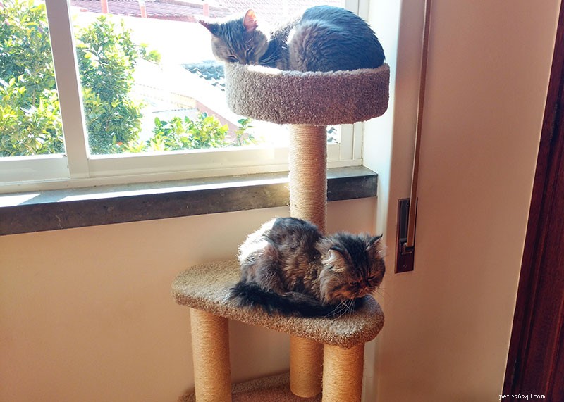 Proven Strategies to Help Two Cats Coexist Harmoniously