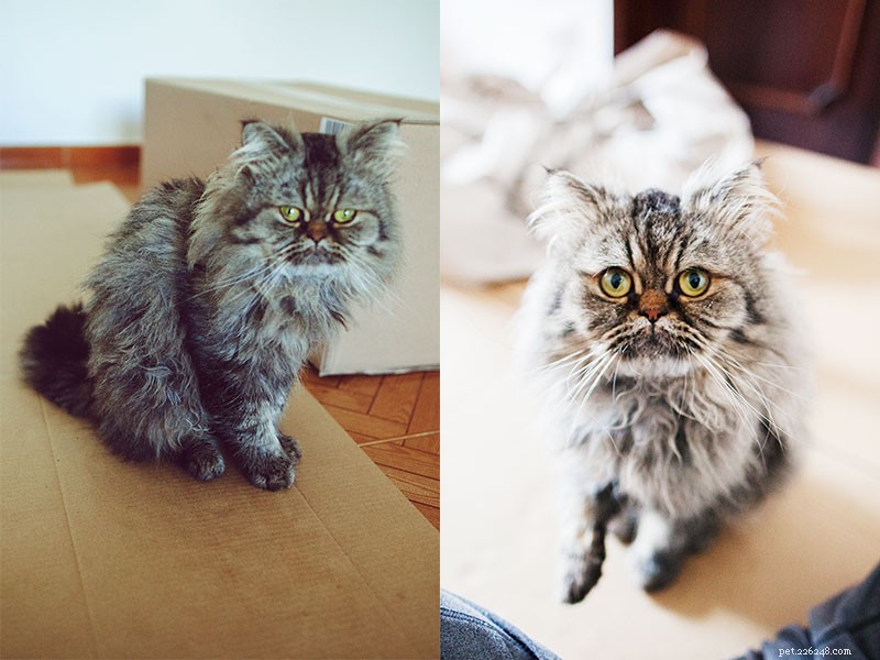How to Stop Your Cat from Biting, Dropping Toys, and Swallowing: Expert Tips