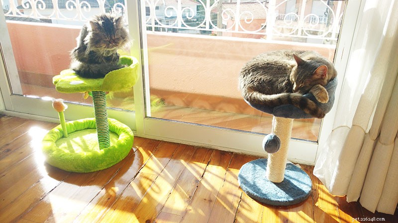 Proven Strategies to Help Two Cats Coexist Harmoniously