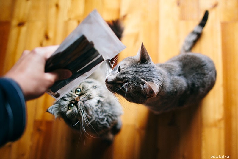 Proven Strategies to Help Two Cats Coexist Harmoniously