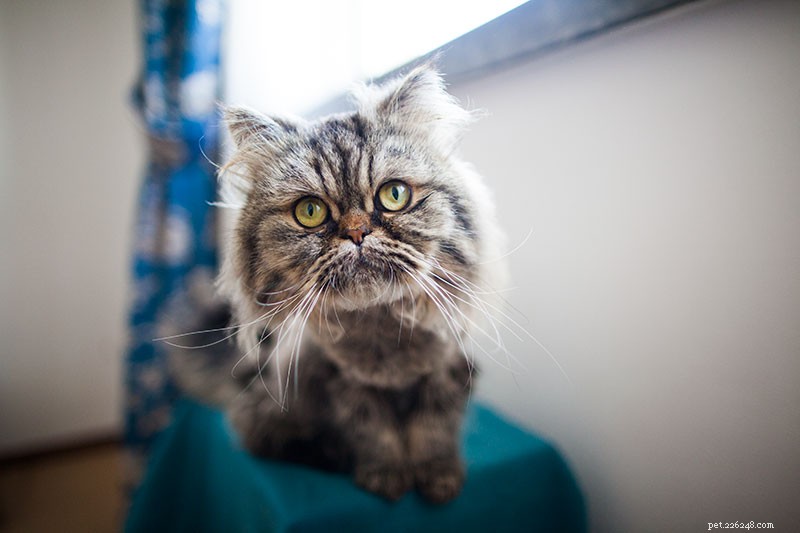 How to Stop Your Cat from Biting, Dropping Toys, and Swallowing: Expert Tips