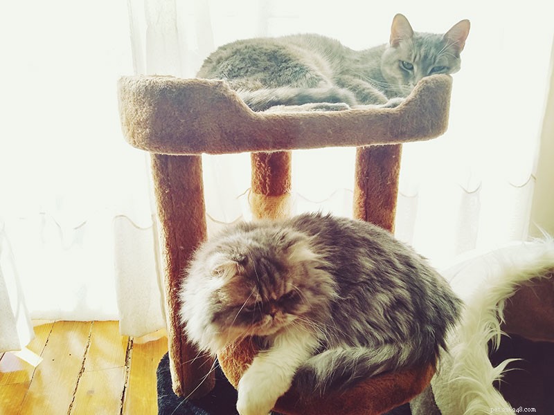 Protect Your Leather Sofa: Proven Tips to Stop Cats from Scratching