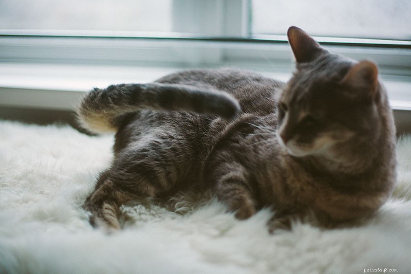 Why Your Cat May Seem Unfriendly—and How to Strengthen Your Bond