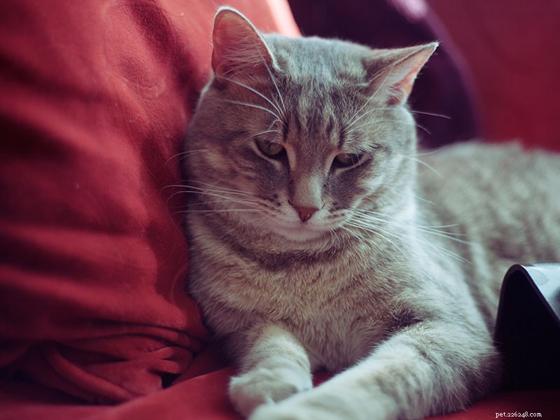 Why Your Cat May Seem Unfriendly—and How to Strengthen Your Bond