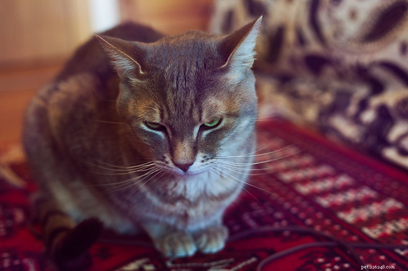 Why Your Cat May Seem Unfriendly—and How to Strengthen Your Bond