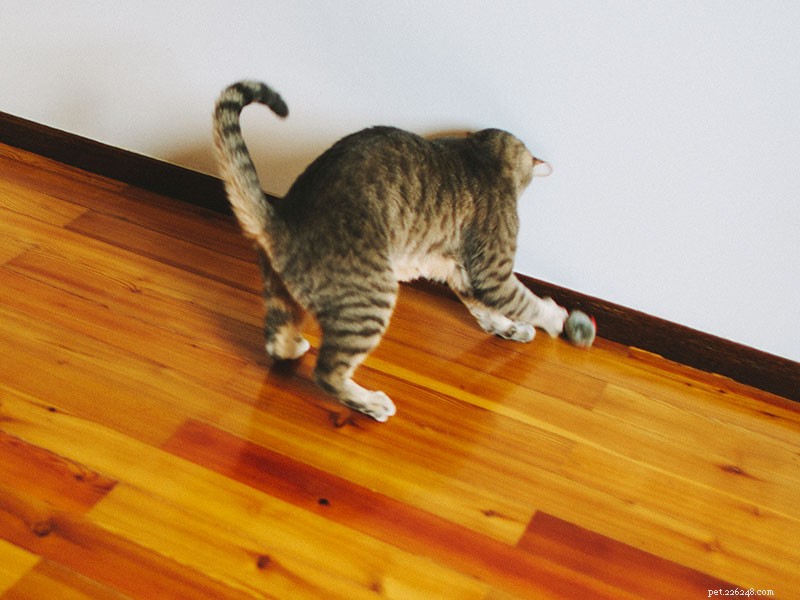 Why Is My Cat So Hyper? Effective Ways to Calm a Hyperactive Feline